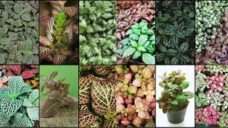 FITTONIA VARIETIES  Plants Weekly [upl. by Nazus]