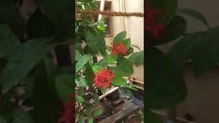 Ixora flowers [upl. by Heber487]