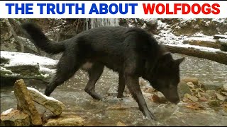 The Truth About Owning a Wolfdog [upl. by Ennairod]