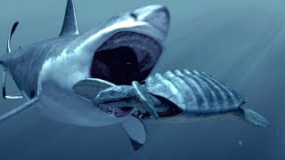 How The Megalodon Hunted  SHARK WEEK [upl. by Dwayne]