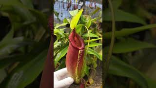 Item Short BE3744  N singalana x ampullaria carnivorous nepenthes [upl. by Urbano]