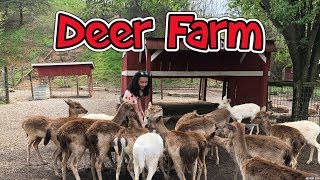 Smoky Mountains Deer Farm and Exotic Petting Zoo [upl. by Ylrebnik]