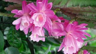 Robertas 2piece Fragrant Everblooming Disocactus on QVC [upl. by Allmon228]