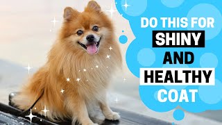 Pomeranian Coat Care How to Keep their Coat Shiny and Healthy [upl. by Iderf528]