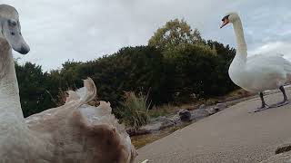 The swans certainly were hungry at Swanny Ponds today [upl. by Marienthal]