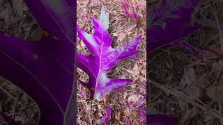 The purple tree trend [upl. by Nuarb]