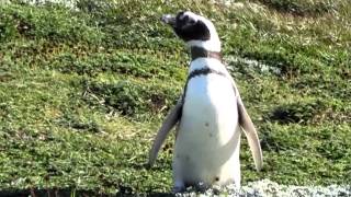 Penguins at Seno Otway Chile [upl. by Lasonde]