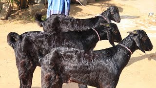 Cooking 3 FULL GOAT Festival BIRYANI  Prepared For 500 Peoples  VILLAGE FOOD [upl. by Genie]