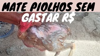 URGENTE PIOLHO DE GALINHA COMO ACABAR COM OS PIOLHOS DAS GALINHAS SEM GASTAR DINHEIRO ATUALIZADO [upl. by Avik]