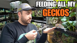 FEEDING MY PET GECKOS Tokays Cresties Sand Geckos and more [upl. by Stanislaus]