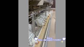 33456 BROILERS FARM IN GHANA [upl. by Enad398]