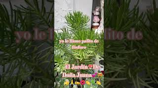 Mi Palitos de foforos bellas plants [upl. by Liam3]