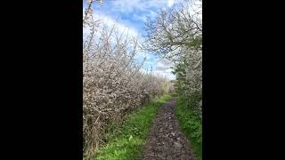 Beautiful Blossom and Muddy Path from Spring 2024 [upl. by Gernhard]