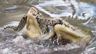 Crocodiles EAT Python TUG of WAR [upl. by Peursem485]