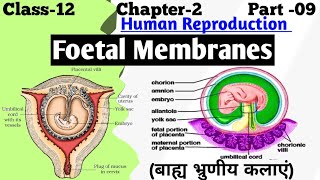 Fetal membranes  Extraembryonic Membranes  Amnion Chorion Yolk Sac and Allantois [upl. by Atirahc]