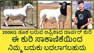 Dorper Sheep Farming in Madduru  KrushiLoka [upl. by Flaherty]