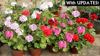 RIGHT Way To GROW Geranium From SEEDS AZ Info With ALL CARE Tips [upl. by Neau]