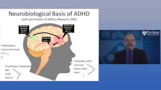 The Neurobiology of ADHD [upl. by Ttihw676]