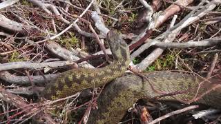 Adder Vipera berus [upl. by Altheta5]