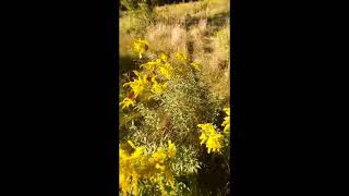 Appalachian Trail Training Hike Monarch Butterfly Migration [upl. by Atinrehs]