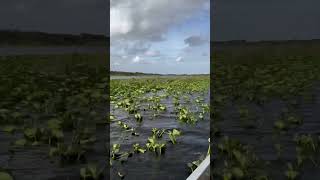 everglades florida explore nature beautiful amazing travel reisen usa bucketlist happy [upl. by Rianna]