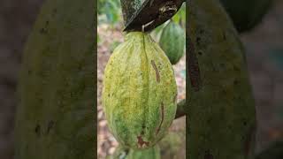 How to secure cacao from neighbors [upl. by Kiefer]