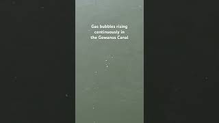 Poisontoxic gas rising in Gowanus Canal [upl. by Coplin]