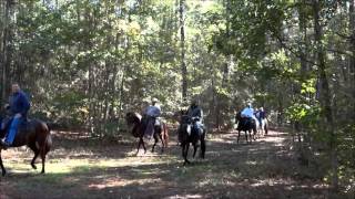 Tennessee Walking Horses amp Speed Racking Horses with George Foreman [upl. by Helaine]