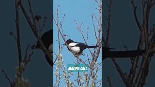 Magpie call  fascinating bird communicates in its own unique way [upl. by Idnim]