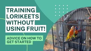 How to Train Lorikeets without Fruit [upl. by Alimhaj]