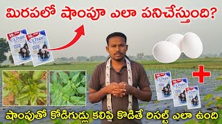 2 రూపాయిల షాంపుతో ముడత వైరస్ పోతుందా  shampoo use in chilli crop telugu  hmr telugu agriculture [upl. by Ariel186]