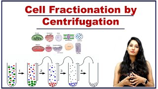 Cell Fractionation by Centrifugation I Differential Centrifugation I Techniques I Cell Biology [upl. by Bennet]