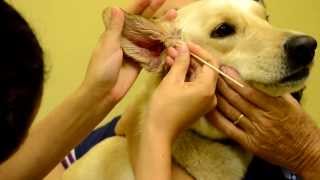 Dog Ear Infection  Dog Ear Infection Treatment [upl. by Keon]