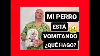 Mi perro está vomitando ¿Qué puedo hacer [upl. by Tadeas]