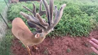 Shedding velvet Episode 84 Whitetail buck in early stage of shedding velvet [upl. by Somar707]