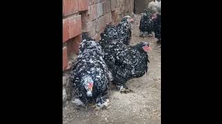 Mottled brahma chicken  biggest black mottled brahma chicken  brahma chicken breed in world 🌎 [upl. by Aikehs]