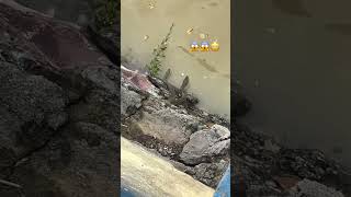 Water snake 🐍😱 पानी वाला सांप 🐍 phonk poison snake poisonousfish watersnake river safety [upl. by Anna]