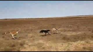 salukiGreyhound chasing a springbokplease watch and subscribe [upl. by Bealle]