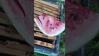 pszczoły nie lubią arbuzów bees dont like watermelons [upl. by Chrisman]