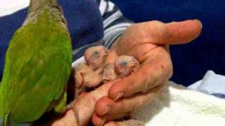 Hand Raising Green Cheek Conuresavi [upl. by Ardried]