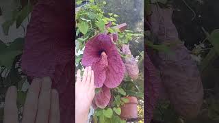 Huge flower of Aristalochia gigantea Flowers are the size of a persons head [upl. by Aratahc961]