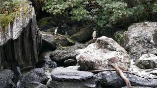 Fiordland Crested Penguins in the Milford Sound [upl. by Odetta]