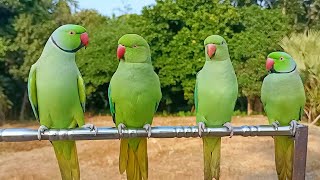 Ringneck Parrot Talking Sounds [upl. by Aninaig]