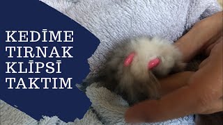 Kedime tırmalamayı engelleyici tırnak klipsi taktım Tırmıklara son [upl. by Georgiana]