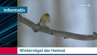 Wintervögel der Heimat  Wer sind die Stars [upl. by Durgy]