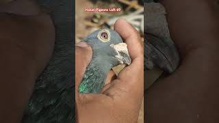 Reacing Homar Pigeonracingpiegon Stefan Lambrich Pigeon 2 time top 10 prize Winner in BD 🇧🇩🇧🇩 [upl. by Areit]