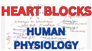 Heart Blocks SA Nodal block AV nodal block complete heart block [upl. by Suicul]