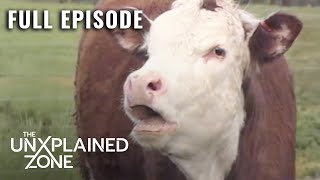 Mysterious Cattle Mutilations Plague Generations S1 E1  UFO Files  Full Episode [upl. by Anade209]