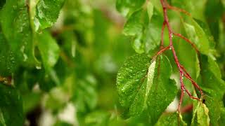 Heavy Rain  Focus Music  Study Rain Sounds  Concentration Rain  Ambient Rain  Deep Focus [upl. by Enahsed176]