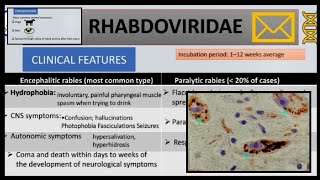 Rabies  cause pathogenesisclinical manifestations diagnosis and prophylaxis [upl. by Hafirahs432]